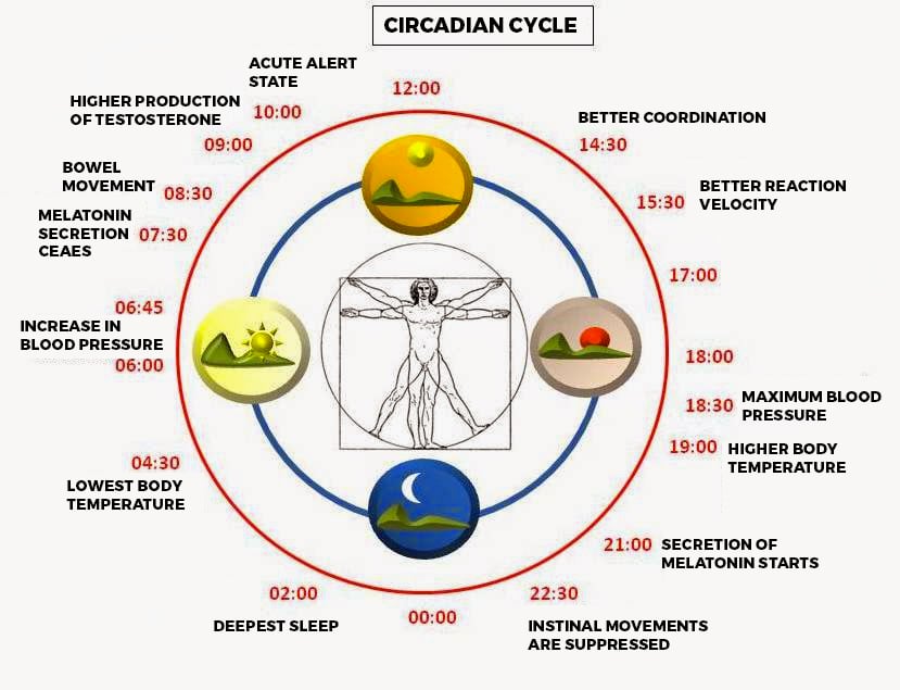 24 shop hour cycle